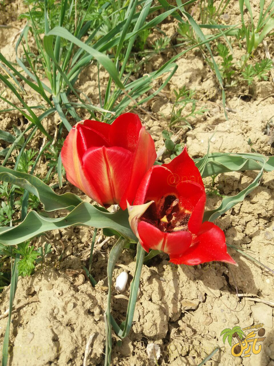 Tulipa systola